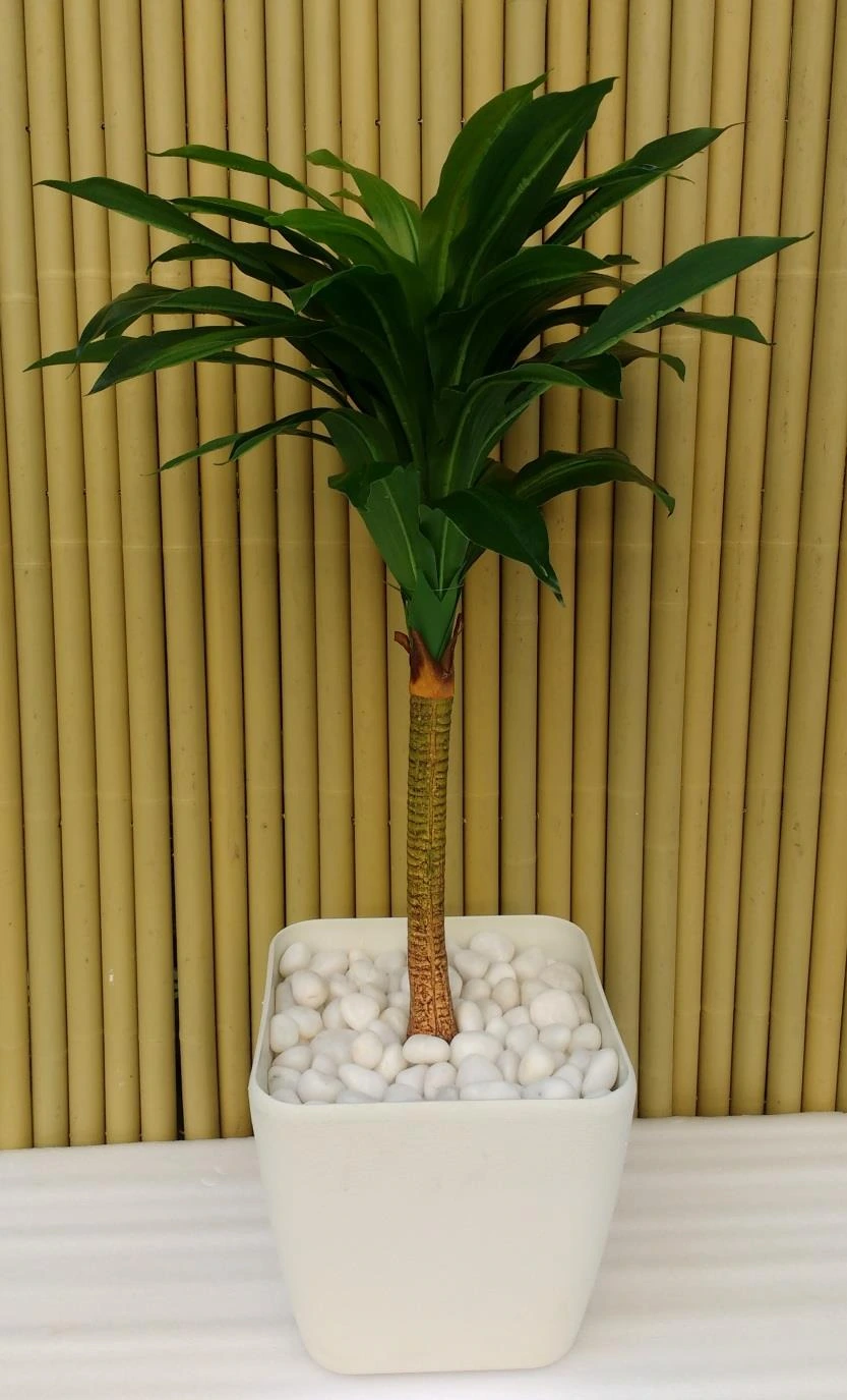 Dracaena - 75cm